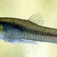 Gambusie mangia zanzare