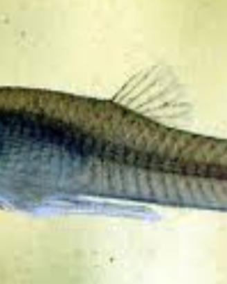 Gambusie mangia zanzare