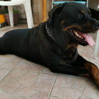 Rottweilerm mashio