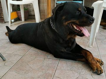 Rottweilerm mashio