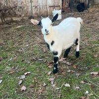 Capretta nana tibetana