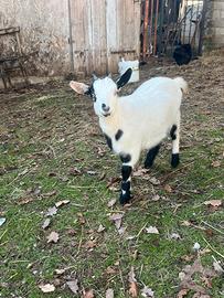 Capretta nana tibetana