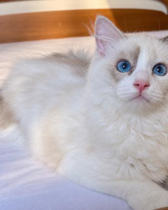 Cuccioli Ragdoll