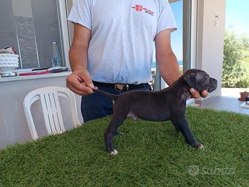American Pitbull terrier