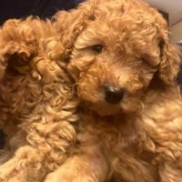 Barboncini toy fulvi