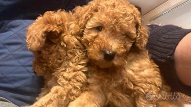 Barboncini toy fulvi