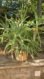 Piante Aloe Arborescens grandi