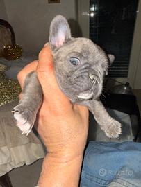 Bulldog francese