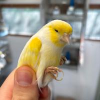 Canarini vari