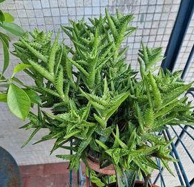 Aloe Juvenna