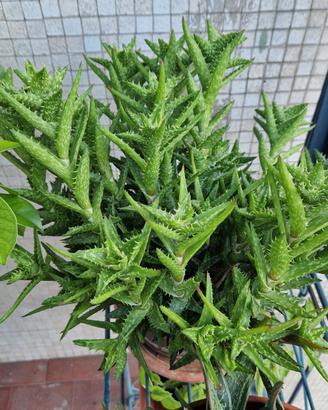 Aloe Juvenna