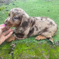 Maschietto di bassotto standard pelo lungo