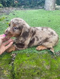 Maschietto di bassotto standard pelo lungo