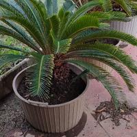 3 CYCAS REVOLUTA