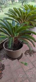 3 CYCAS REVOLUTA