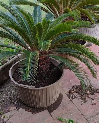 3 CYCAS REVOLUTA