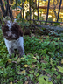 billy-cucciolo-di-lagotto-romagnolo