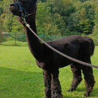 Alpaca Stallone