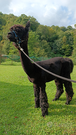 Alpaca Stallone