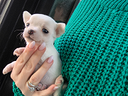 Chihuahua mini bianco