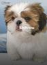 shih-tzu-maschio-di-6-mesi-dolce-giocherellone