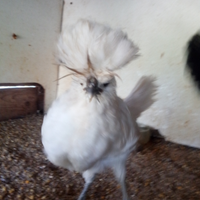 Gallinelle di circa 3 mesi