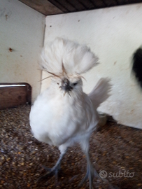 Gallinelle di circa 3 mesi