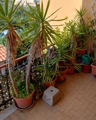 piante ornamentali
