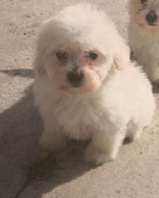Maltipoo taglia piccola