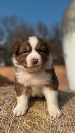 Cucciolo Pastore Australiano