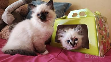 Cuccioli Sacro di Birmania