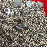 Ghiaia per acquario, circa 6,5kg per fondale