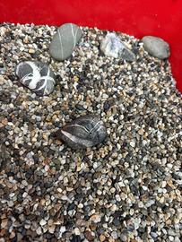 Ghiaia per acquario, circa 6,5kg per fondale