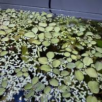 Salvinia+lumache planorbellae