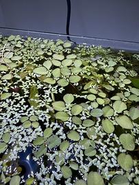 Salvinia+lumache planorbellae