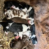 Cuccioli di border collie