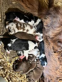 Cuccioli di border collie