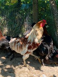 Gallo Araucana