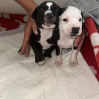 2 cuccioli Pitt bull ?