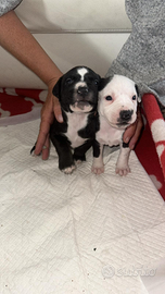 2 cuccioli Pitt bull ?