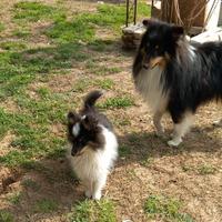 Pastore shetland il piccolo lassie in miniatura