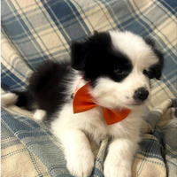 Cucciolo di border collie con pedigree ENCI