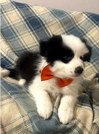 Cucciolo di border collie con pedigree ENCI