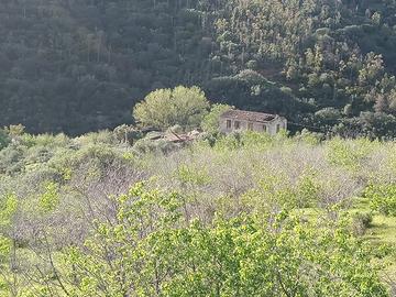 casa da ristrutturare con terreno e olivi