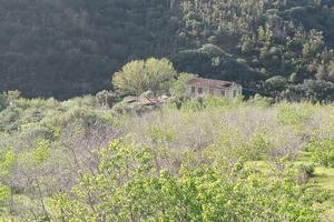 casa da ristrutturare con terreno e olivi