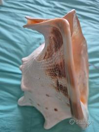 Conchiglia Cassis cornuta