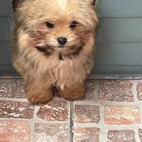 Pomerania- avanese mix