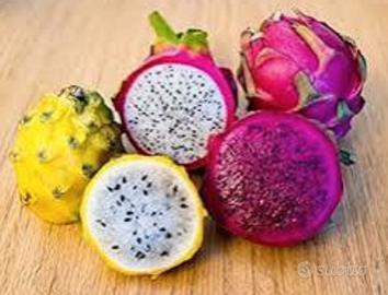 4 varietà dragon fruit pitaya  radicate 