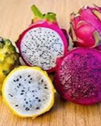 4 varietà dragon fruit pitaya  radicate 