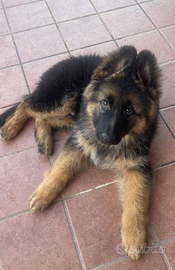 Cuccioli pastore tedesco